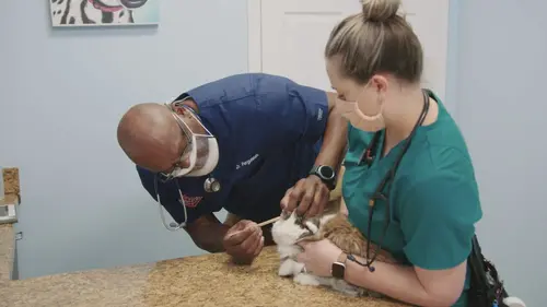 Critter Fixers : Vétos de choc Perle rare