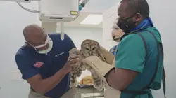 Critter Fixers : Vétos de choc