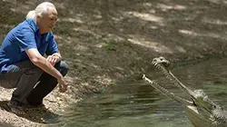 Visuel de Crocodile Blues