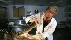 Crocodile contre serpent : le combat des géants