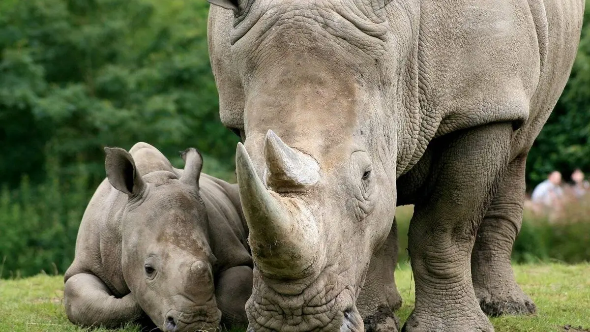 Crocodiles, koalas et rhinocéros : naissances incroyables au zoo