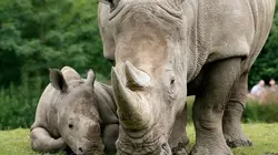 Crocodiles, koalas et rhinocéros : naissances incroyables au zoo