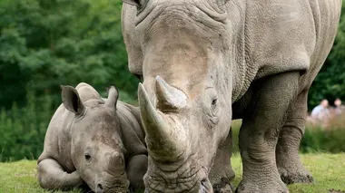 Crocodiles, koalas et rhinocéros : naissances incroyables au zoo