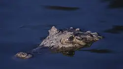 Visuel de Crocodiles, les dragons éternels