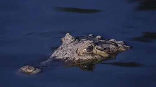 Crocodiles, les dragons éternels