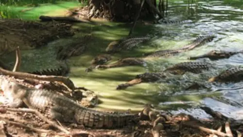 Crocodino