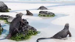 Visuel de Croisière