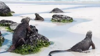 De la côte Pacifique aux îles Galápagos