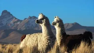 De la cordillère des Andes à l'Amazonie