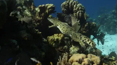 Cuba l'île bleue récifs sous haute surveillance