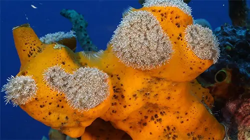 Épisodes de Cuba, le paradis en sursis