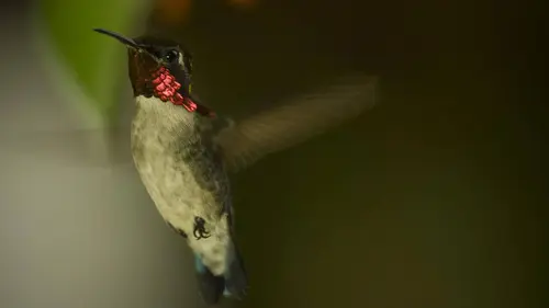 Cuba, révolution sauvage