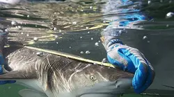 Sur Discovery Channel à 22h25 : Cuban Shark