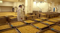 Cuisine libanaise : chiche ou pois chiche ?