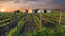 Cuisine royale  Dans le vignoble de Tokaj