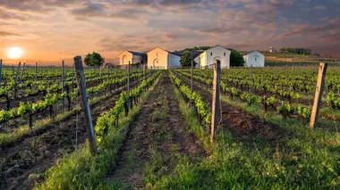 Dans le vignoble de Tokaj