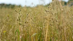 Cuisines des terroirs  Le pays de Galles : Grande-Bretagne