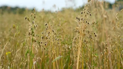 Cuisines des terroirs Le pays de Galles : Grande-Bretagne