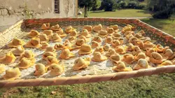 Cuisines des terroirs Bologne, Italie