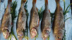 Cuisines des terroirs E262 La Cachoubie, Pologne