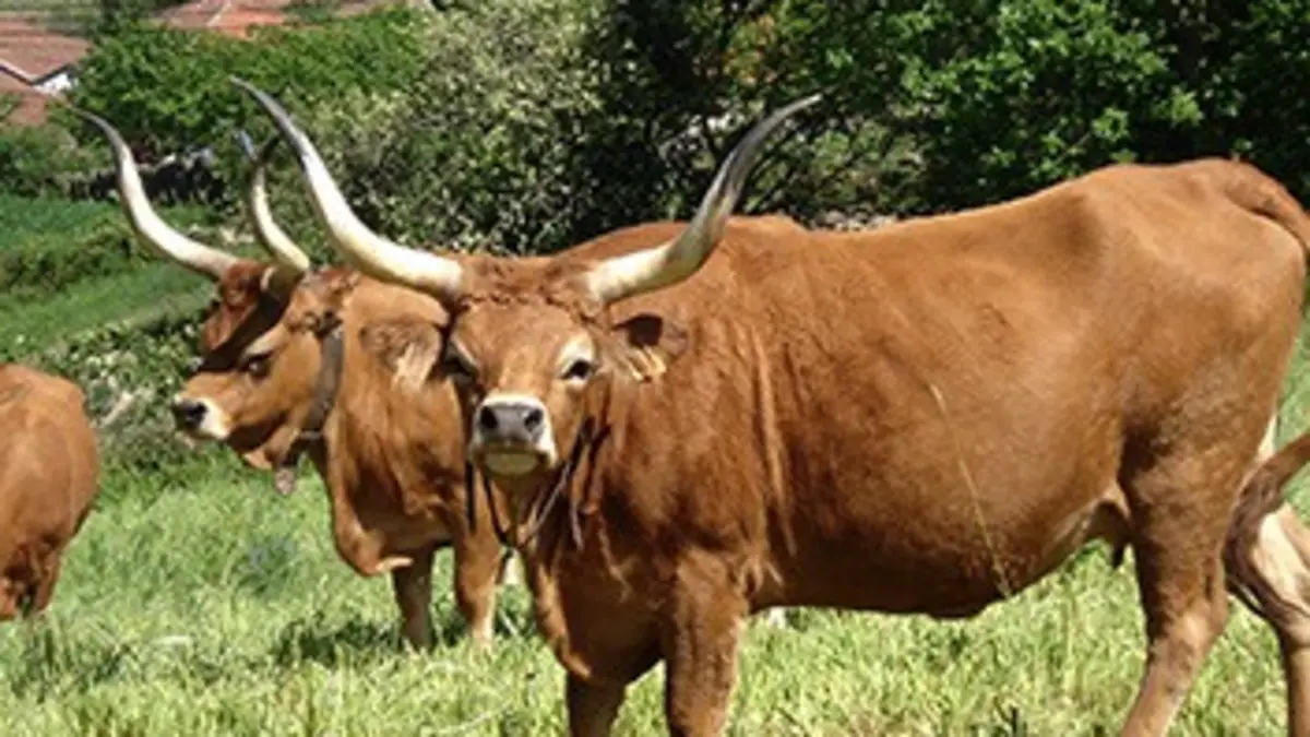 Cuisines des terroirs Le Nord du Portugal