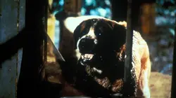 Cujo