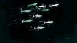 Cultures animales Partager des traditions