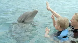 Curaçao, des dauphins thérapeutes