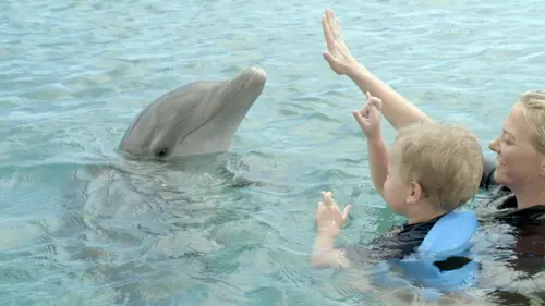 Curaçao, des dauphins thérapeutes