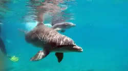 Curaçao, des dauphins thérapeutes