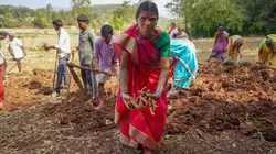 Curcuma, une épice en or