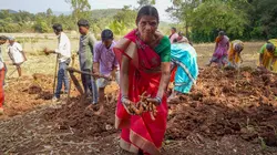 Curcuma, une épice en or