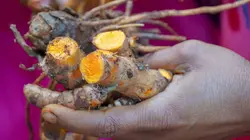 Curcuma, une épice en or