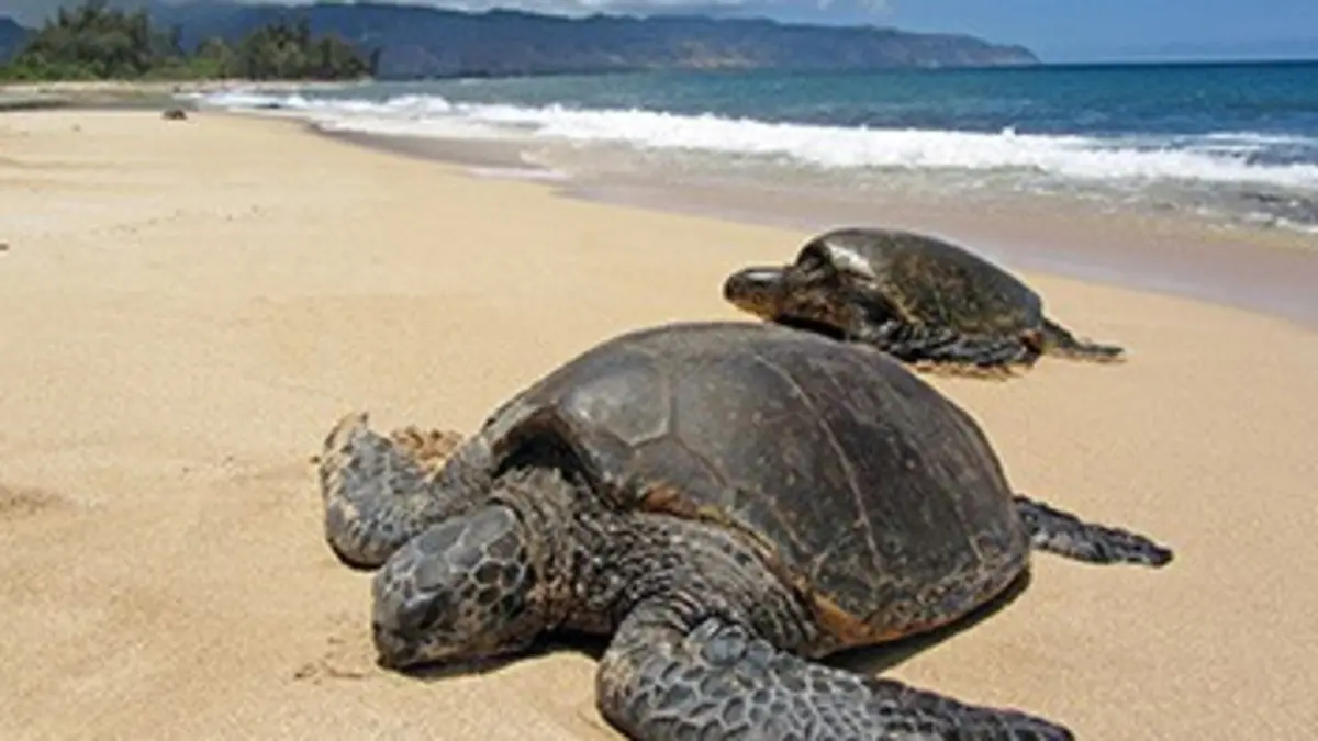 Curieuse de nature S02E00 Sur le territoire de la tortue luth en Guyane