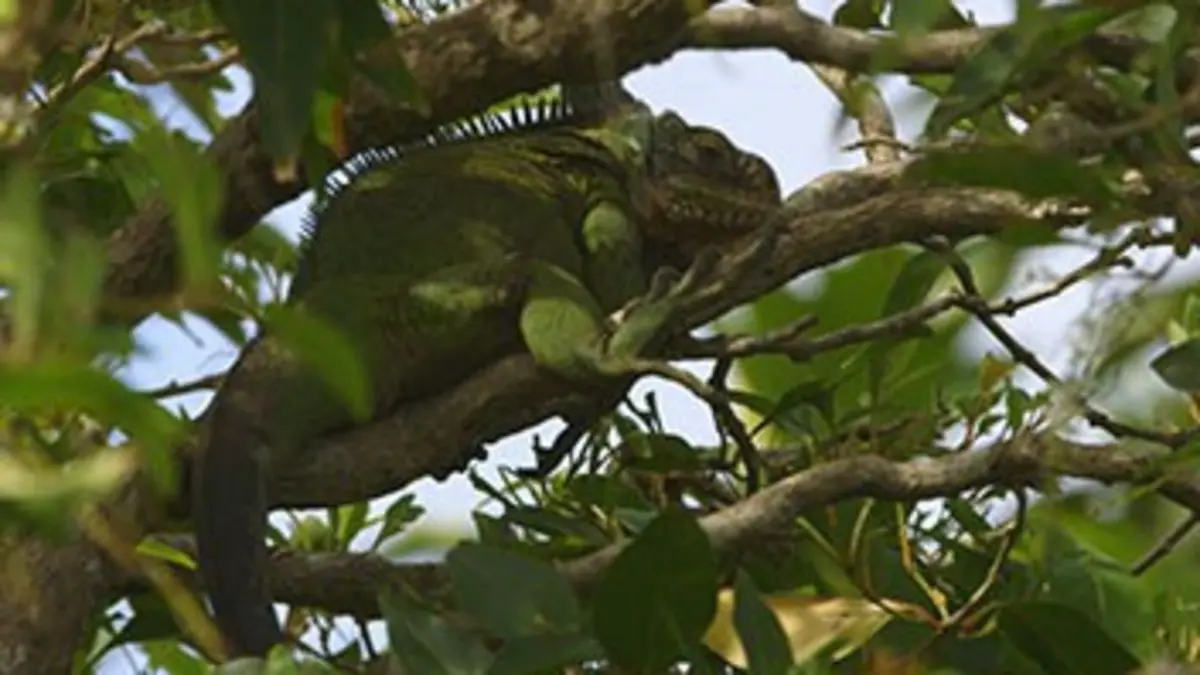 Curieuse de nature Sur les traces de l'iguane en Guadeloupe