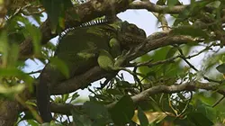 Visuel de Curieuse de nature