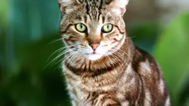 Sur le territoire du chat à Paris