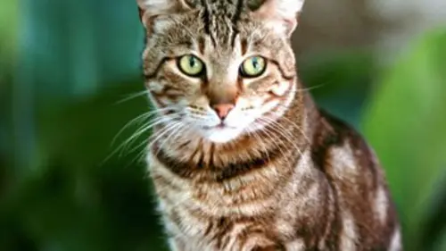 Curieuse de nature S02E00 Sur le territoire du chat à Paris