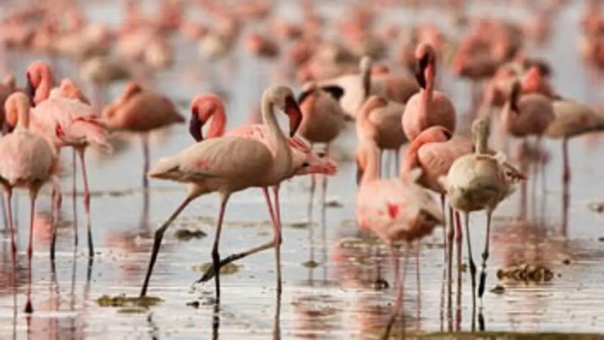 Curieuse de nature Sur les traces des flamants roses en Camargue