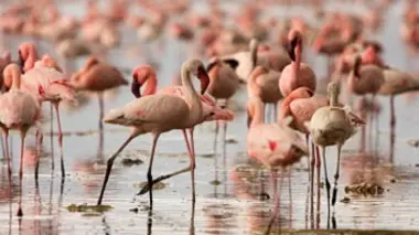 Sur les traces des flamants roses en Camargue