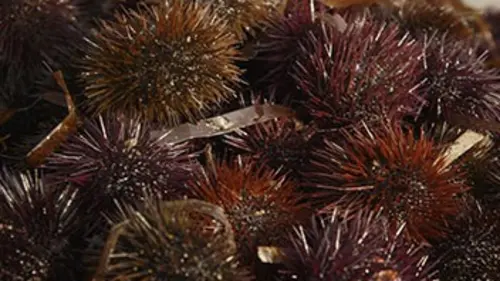 Curieuse de nature Sur les traces des oursins de Corse