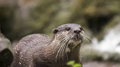 Curieuse de nature Sur les traces de la loutre en suivant le Trieux