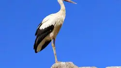 Visuel de Curieuse de nature