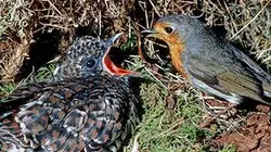 Visuel de Curieuse de nature