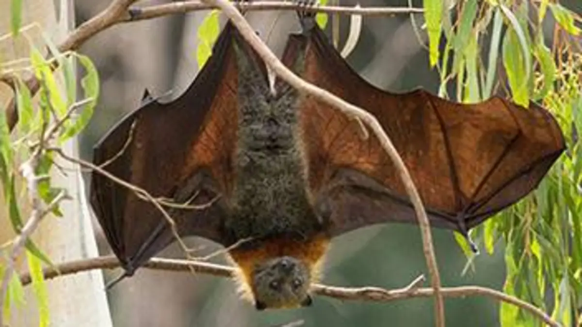 Curieuse de nature Sur les traces des chauves-souris en Anjou