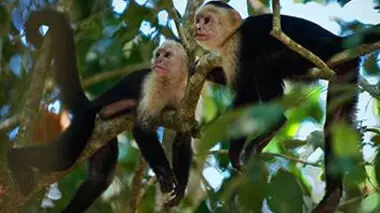 Sur le territoire du singe capucin en Guyane