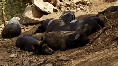 Sanglier dans le maquis corse