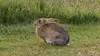Lapin de garenne sur Ouessant