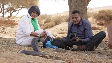 Le magot en Kabylie (Algérie)