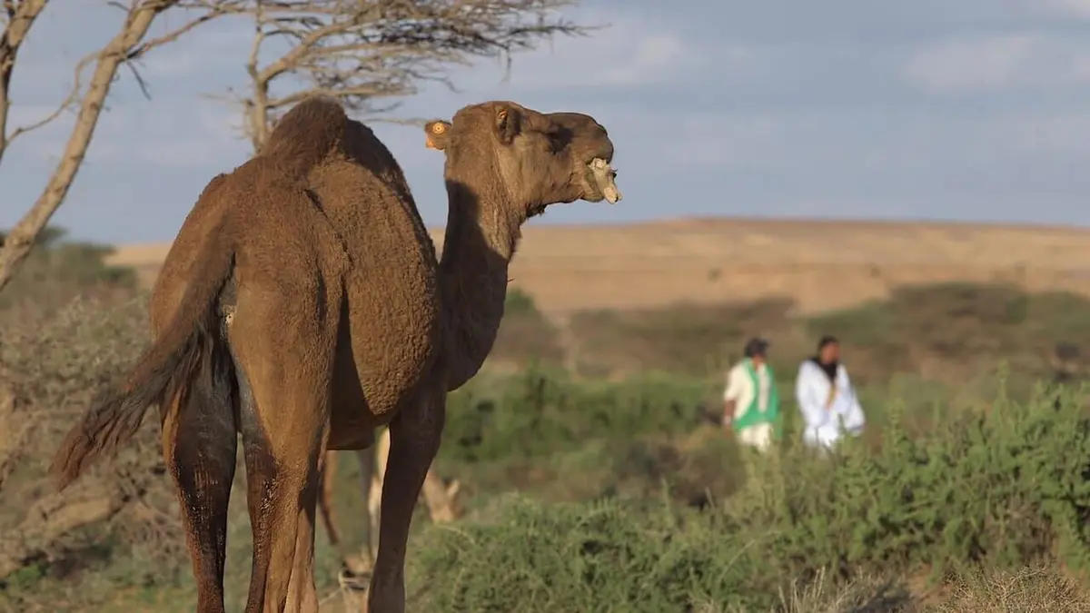 Curieuse de nature au Maghreb